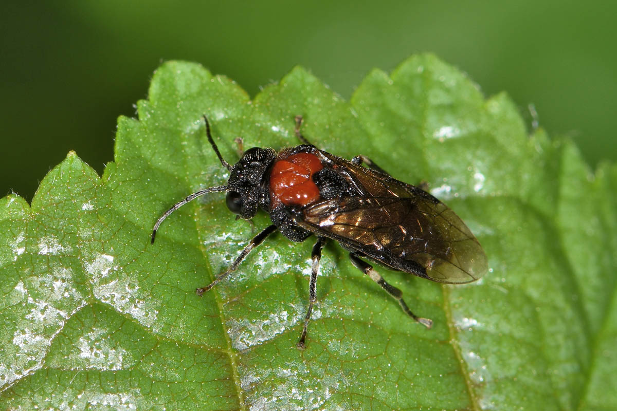 Tenthredinidae: Eriocampa ovata, femmina